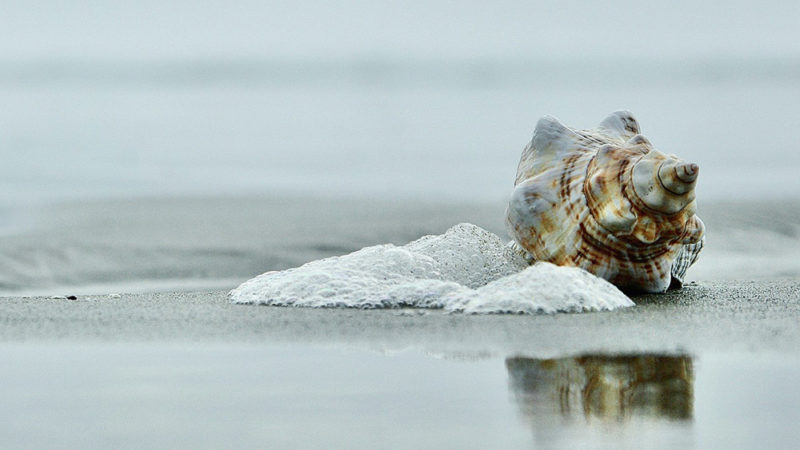 Le coquillage musical de 18 000 ans