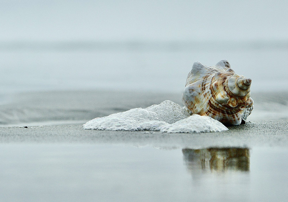 Le coquillage musical de 18 000 ans