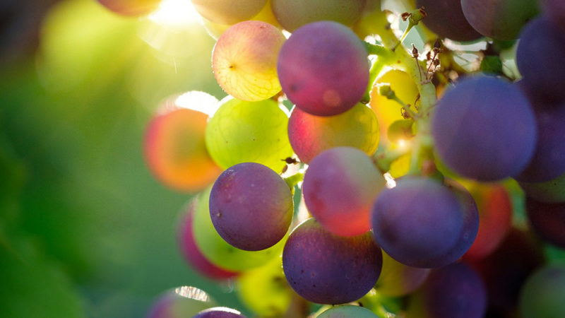 Du vin envoyé dans l’espace est de retour sur Terre