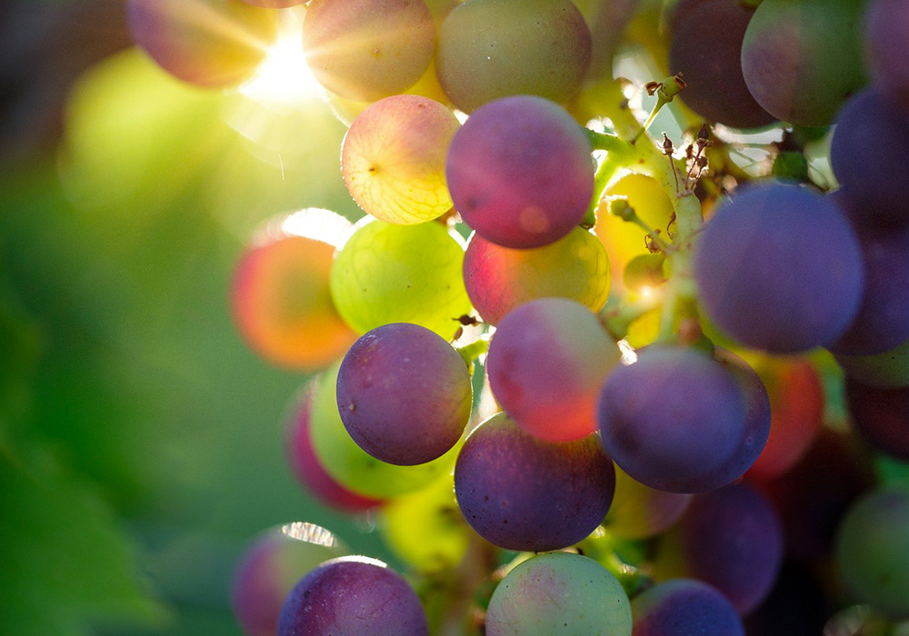 Du vin envoyé dans l’espace est de retour sur Terre