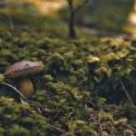 Champignon au pied d'un arbre.