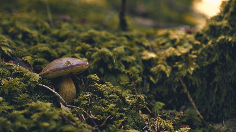 Arbres et champignons : une véritable histoire d’amour