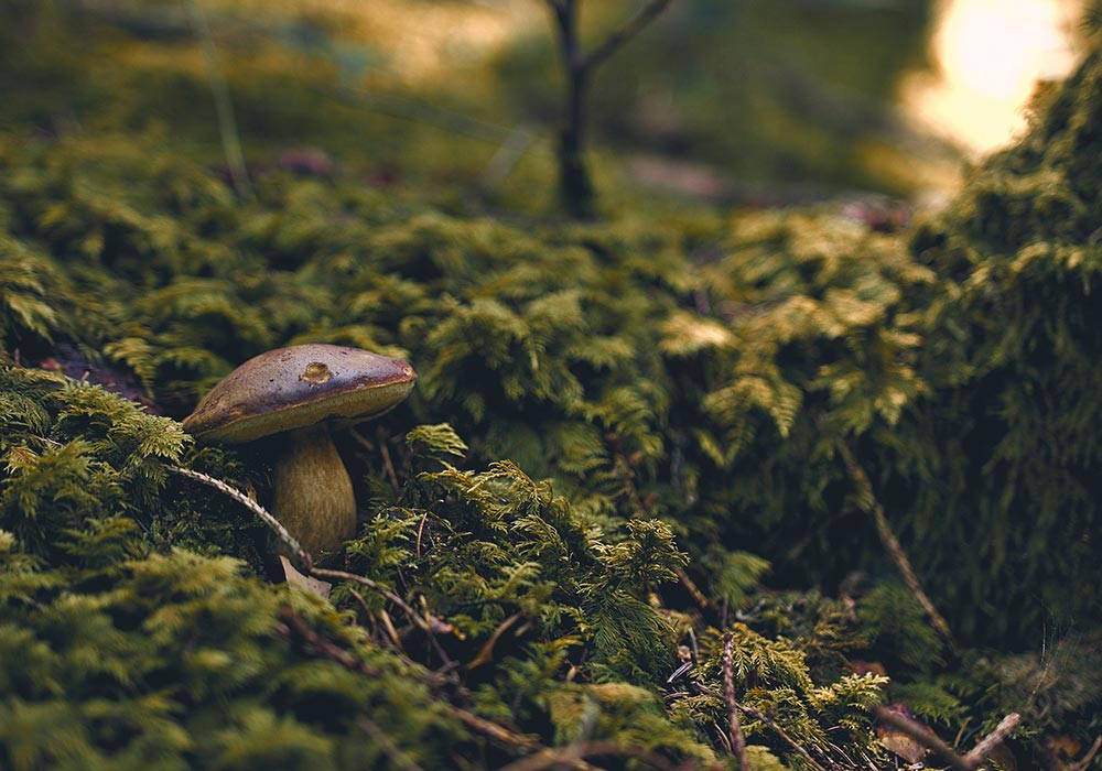 Arbres et champignons : une véritable histoire d’amour