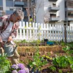 Homme qui arrose ses plantations dans un jardin partagé au milieu des immeubles.